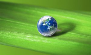 Picture of a small world on a plant leaf